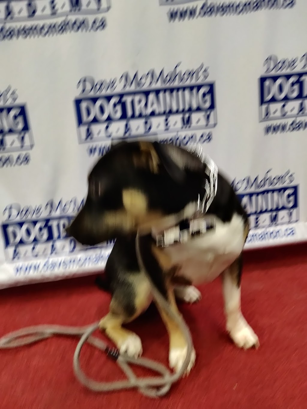 Dave McMahons Dog Training Academy | 4700 Epworth Cir, Niagara Falls, ON L2E 1C7, Canada | Phone: (289) 687-0505
