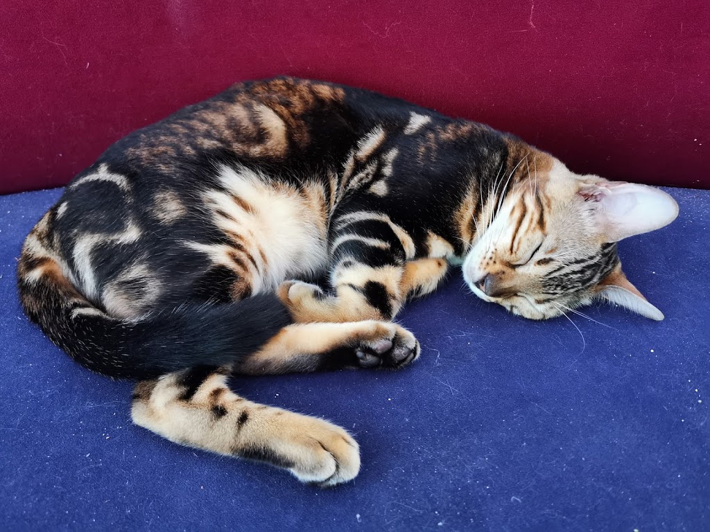 Chat Bengal Cattery // MARIE BENGAL | 12 Place Grenville Nord, Grenville-sur-la-Rouge, Quebec J0V 1B0, Canada | Phone: (819) 242-5382