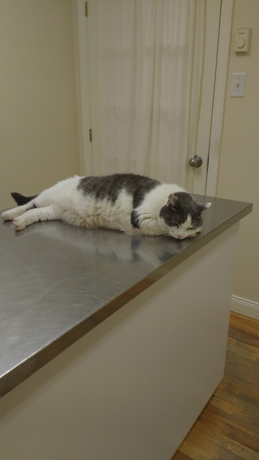 Atlantic Veterinary Hospital | 125 Hampton Rd, Rothesay, NB E2E 2N7, Canada | Phone: (506) 847-2400