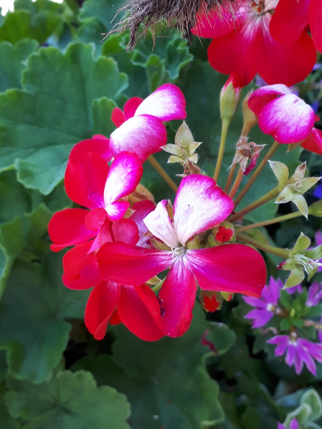 Marché Tradition Saint-Anicet | 1562 QC-132, Saint-Anicet, QC J0S 1M0, Canada | Phone: (450) 264-9503