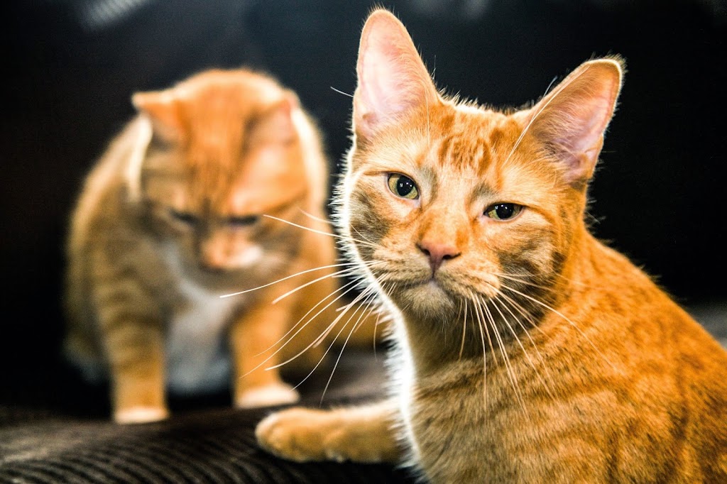 Furballs Choice | 300 Bell Blvd, Belleville, ON K8P 5H7, Canada | Phone: (613) 743-3600
