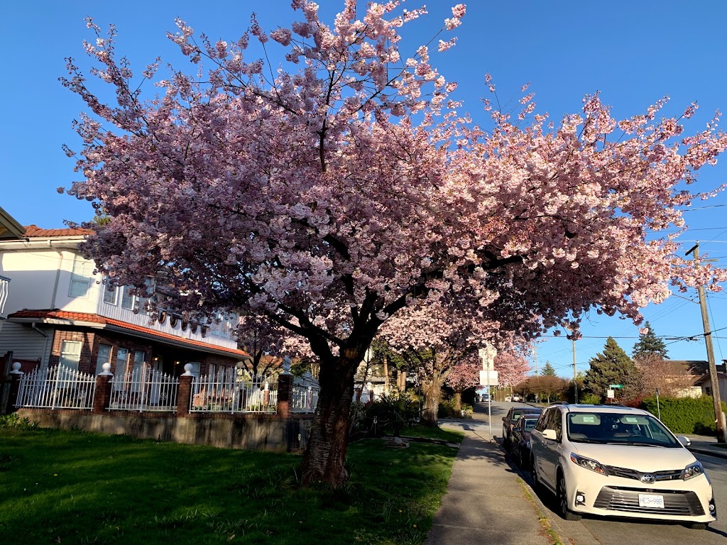 South Slope Elementary & BCSD | 4446 Watling St, Burnaby, BC V5J 3V5, Canada | Phone: (604) 296-9062