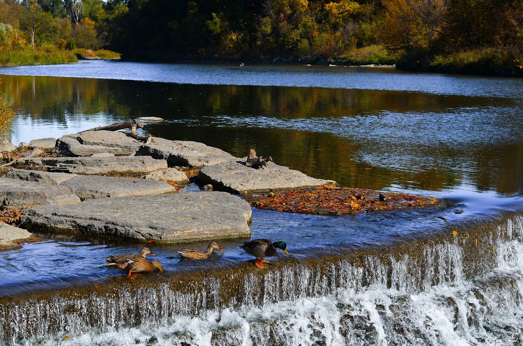 BB | Magwood Park, York, ON M6S 2J2, Canada | Phone: (647) 874-1218
