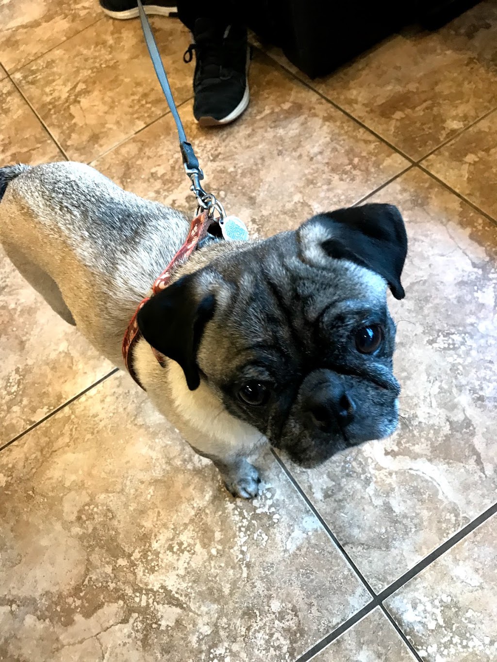 Bank Street Animal Hospital | 2446 Bank St #123, Ottawa, ON K1V 1A4, Canada | Phone: (613) 695-2060