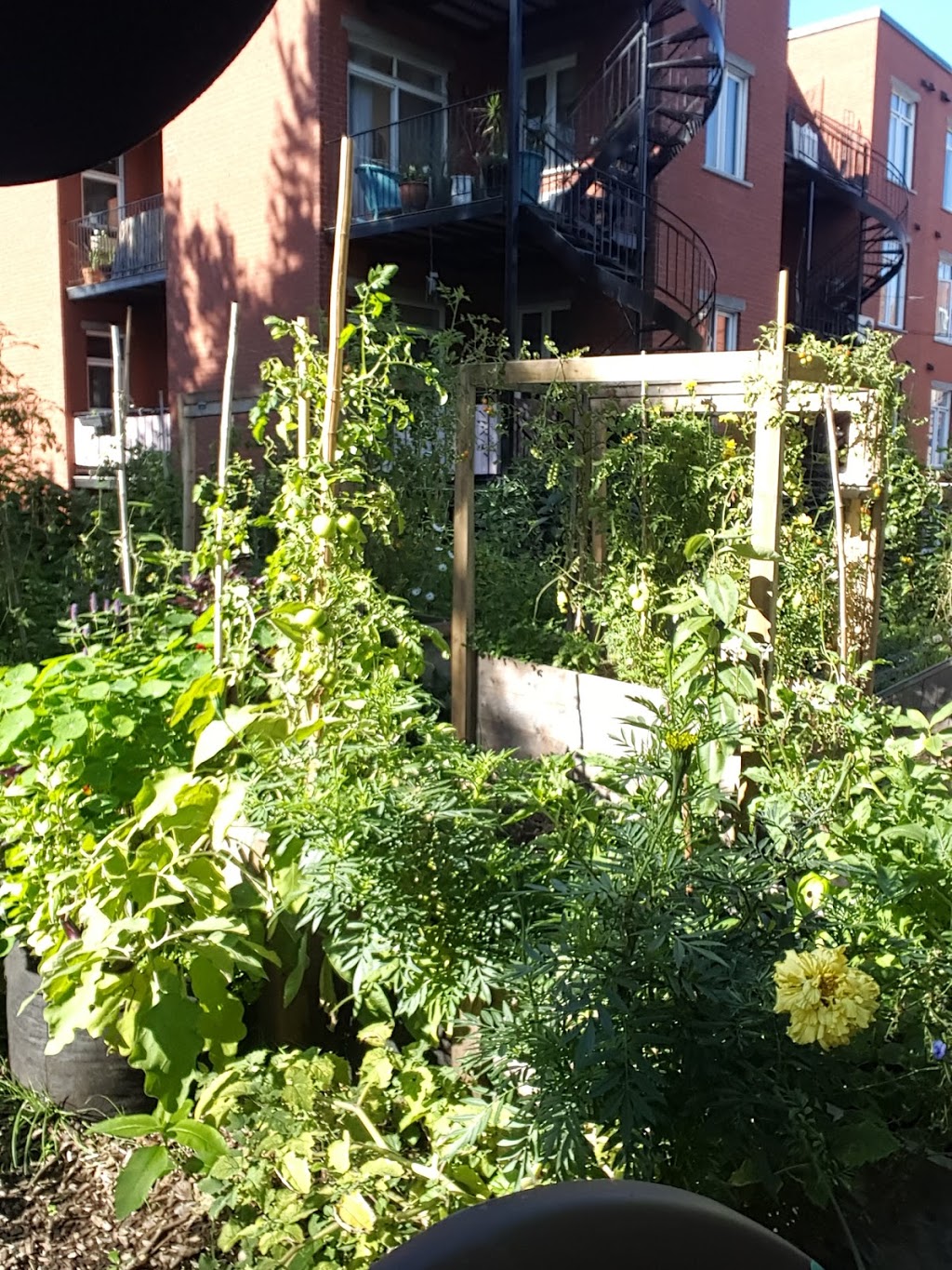 Agriculture Urbaine Garden | Hochelaga, Montréal, QC H1W 2N1, Canada | Phone: (514) 521-9292