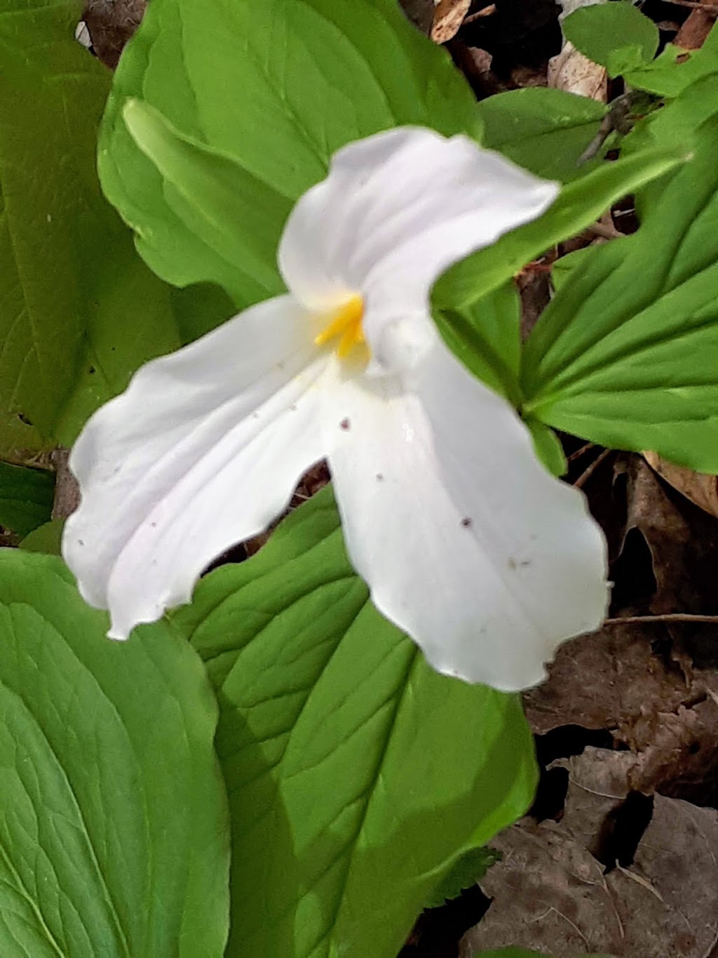 WildThings Plant Farm | 9688 Baseline Rd, Clifford, ON N0G 1M0, Canada | Phone: (519) 338-3228