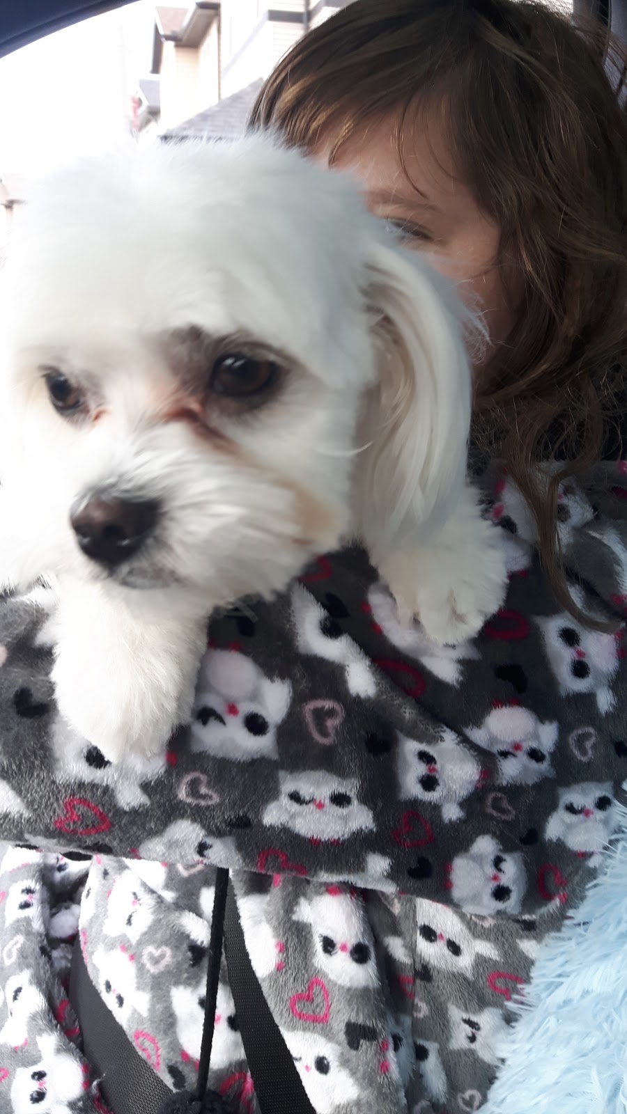 Auntie Ms Grooming House | 2208 Brightoncrest Green SE, Calgary, AB T2Z 0K2, Canada | Phone: (403) 671-1289