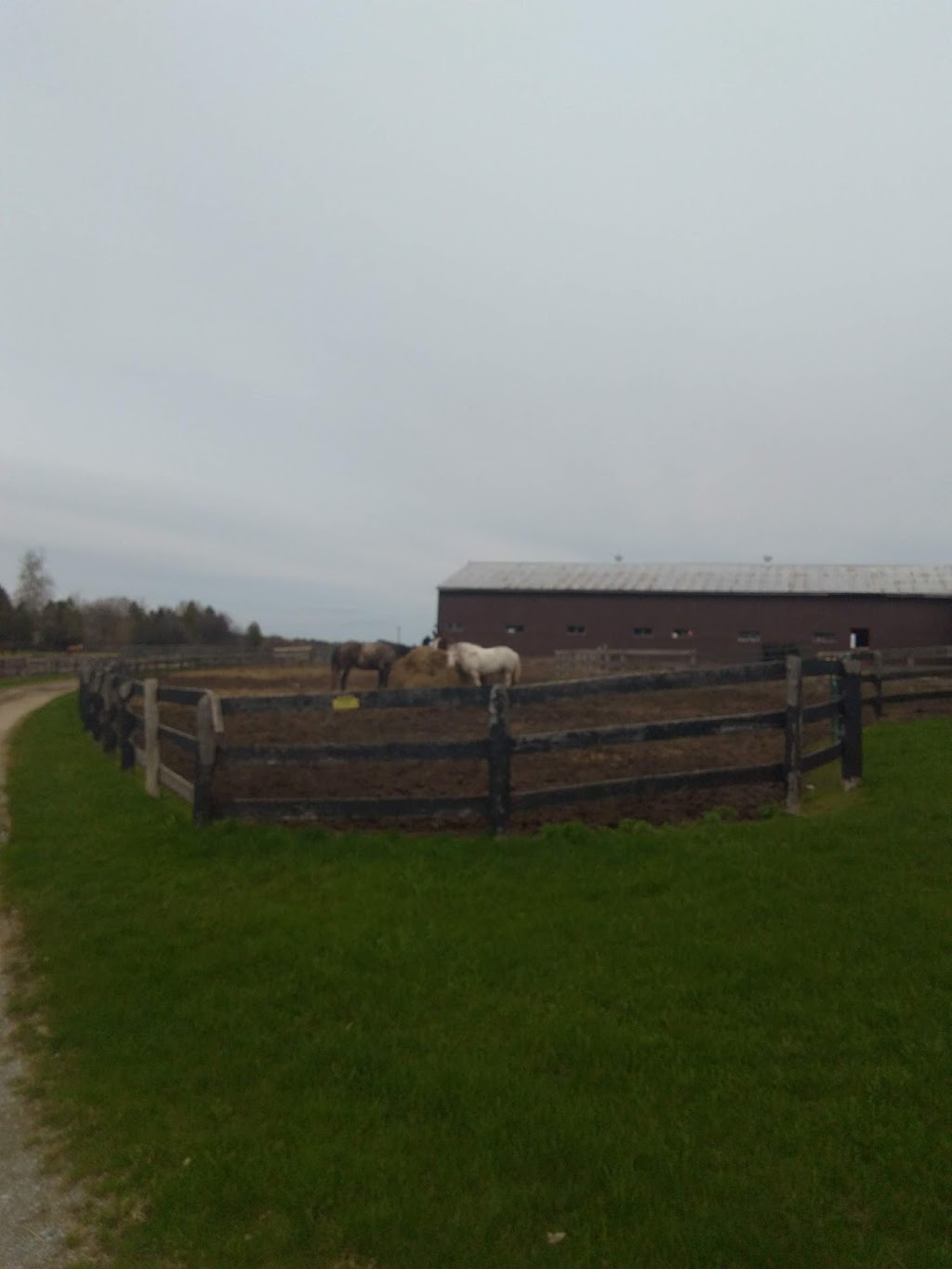 Ray Nitti Performance Horses | 15134 Dufferin St, King City, ON L7B 1K5, Canada | Phone: (416) 527-4683