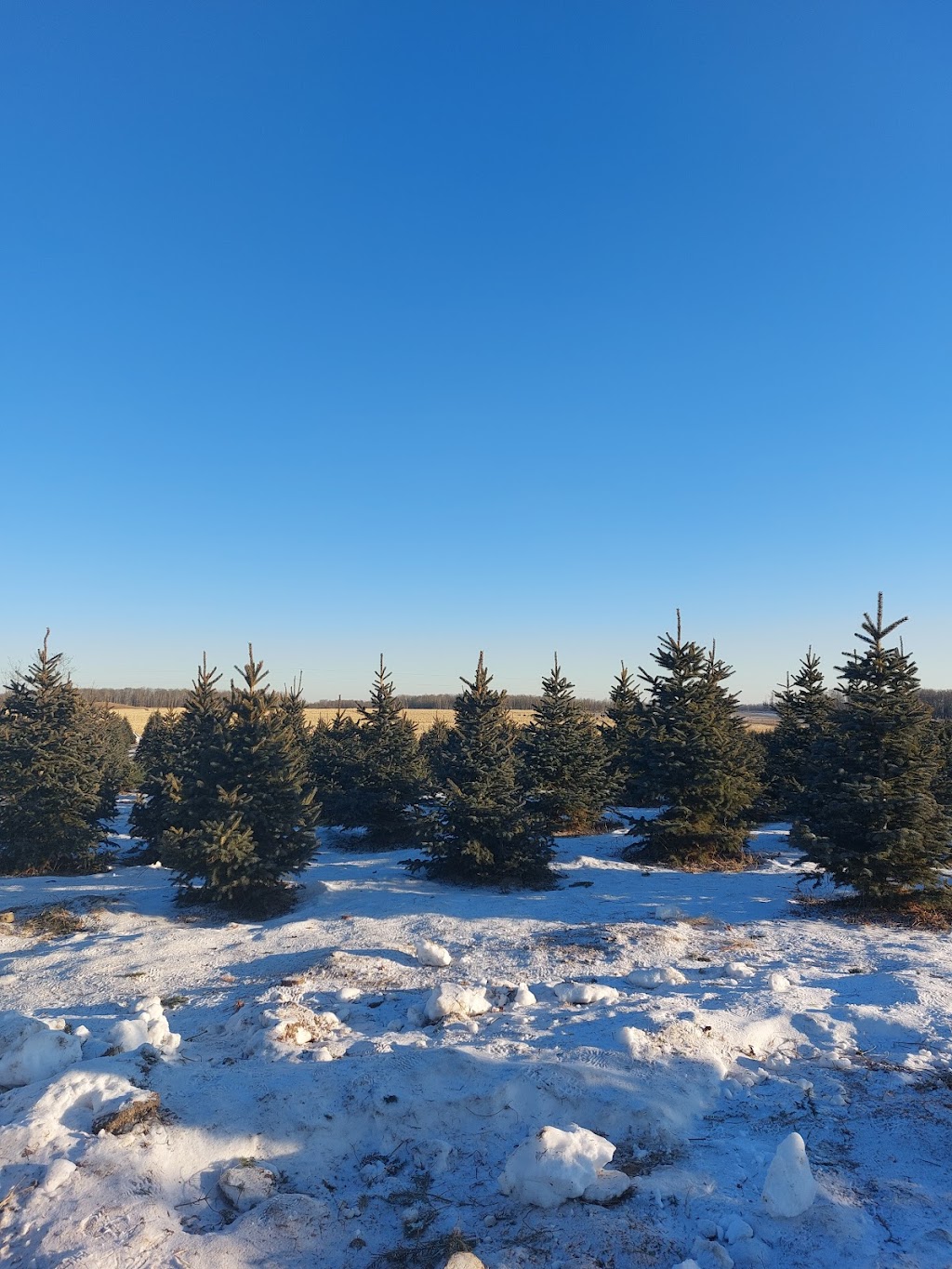 Fir Ever Green Tree Farm | Range Rd 272, Falun, AB T0C 1H0, Canada | Phone: (780) 352-4368