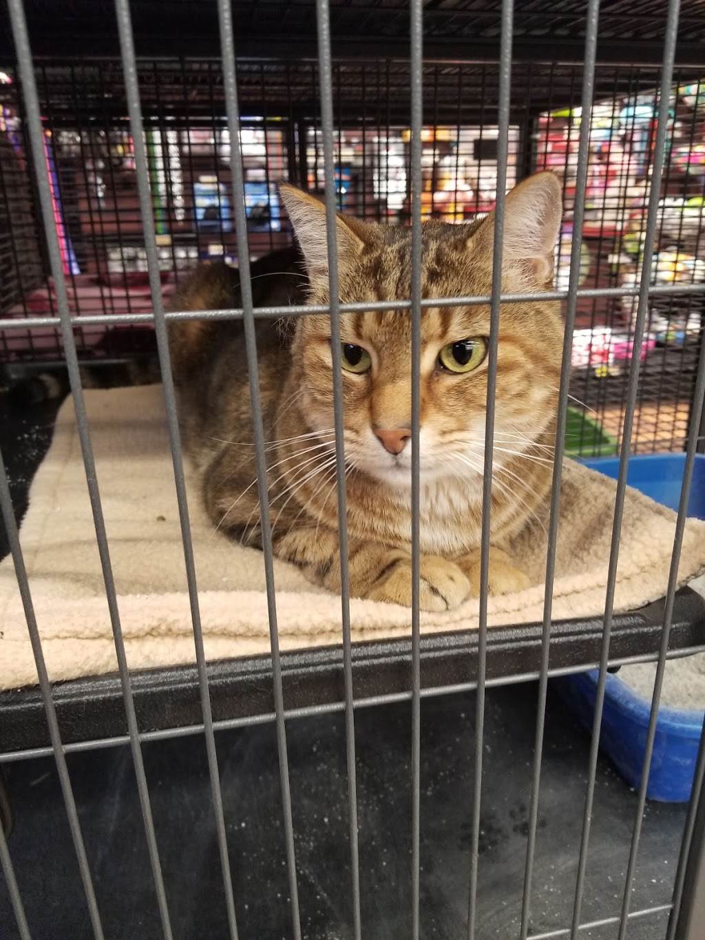 Pet Valu | 1400 Ottawa St S, Kitchener, ON N2E 4E2, Canada | Phone: (519) 579-3647