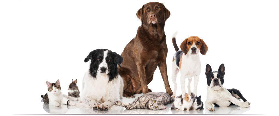 Belle River Animal Clinic | 576 Broadway St, Belle River, ON N0R 1A0, Canada | Phone: (519) 728-3221