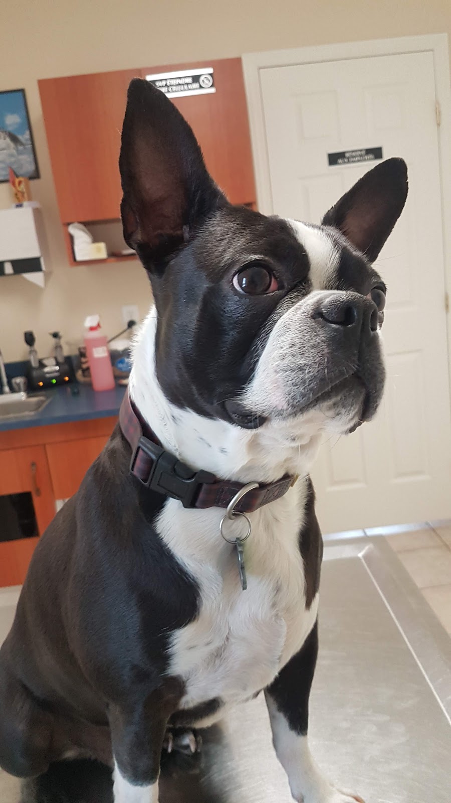 Veterinary Clinic Lavaltrie | 2100 Rue Notre-Dame, Lavaltrie, QC J5T 1N7, Canada | Phone: (450) 586-4435