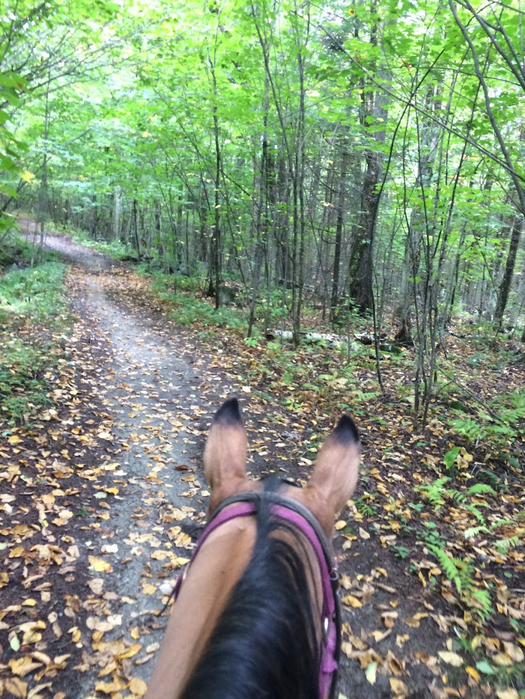 Ranch Winslow | 920 QC-161, Le Granit, QC G0Y 1N0, Canada | Phone: (418) 443-5519