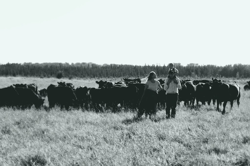 Robertson West Livestock | Alberta 54, Clearwater County, AB T0M 1W0, Canada | Phone: (403) 392-2535