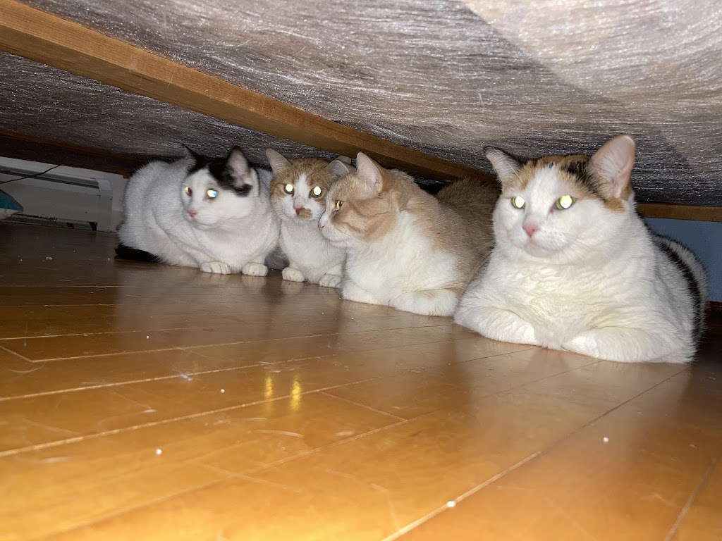 Manotick Cat Boarding | S Island Park Dr, Ottawa, ON K4M 1J2, Canada | Phone: (613) 807-7597