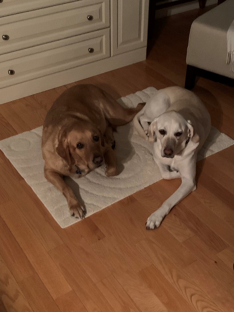Totos Canine Care | 256 Anne St N, Barrie, ON L4N 4X5, Canada | Phone: (647) 550-9059