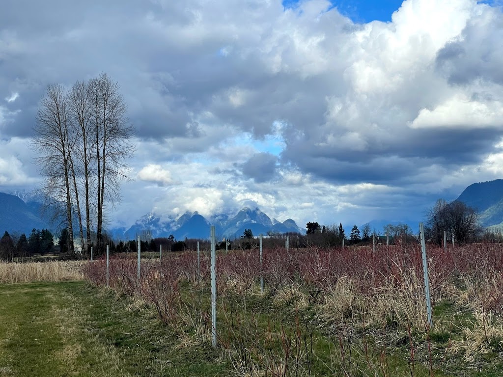 Formosa Nursery | 12689 203 St, Maple Ridge, BC V2X 4A1, Canada | Phone: (604) 465-3359