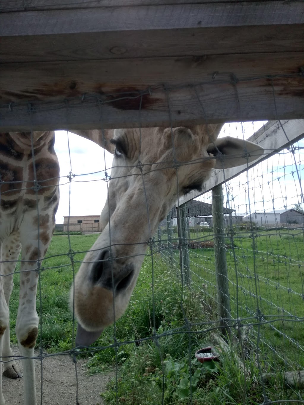 Elmvale Jungle Zoo | 14191 Simcoe County Rd 27, Phelpston, ON L0L 2K0, Canada | Phone: (705) 322-1112