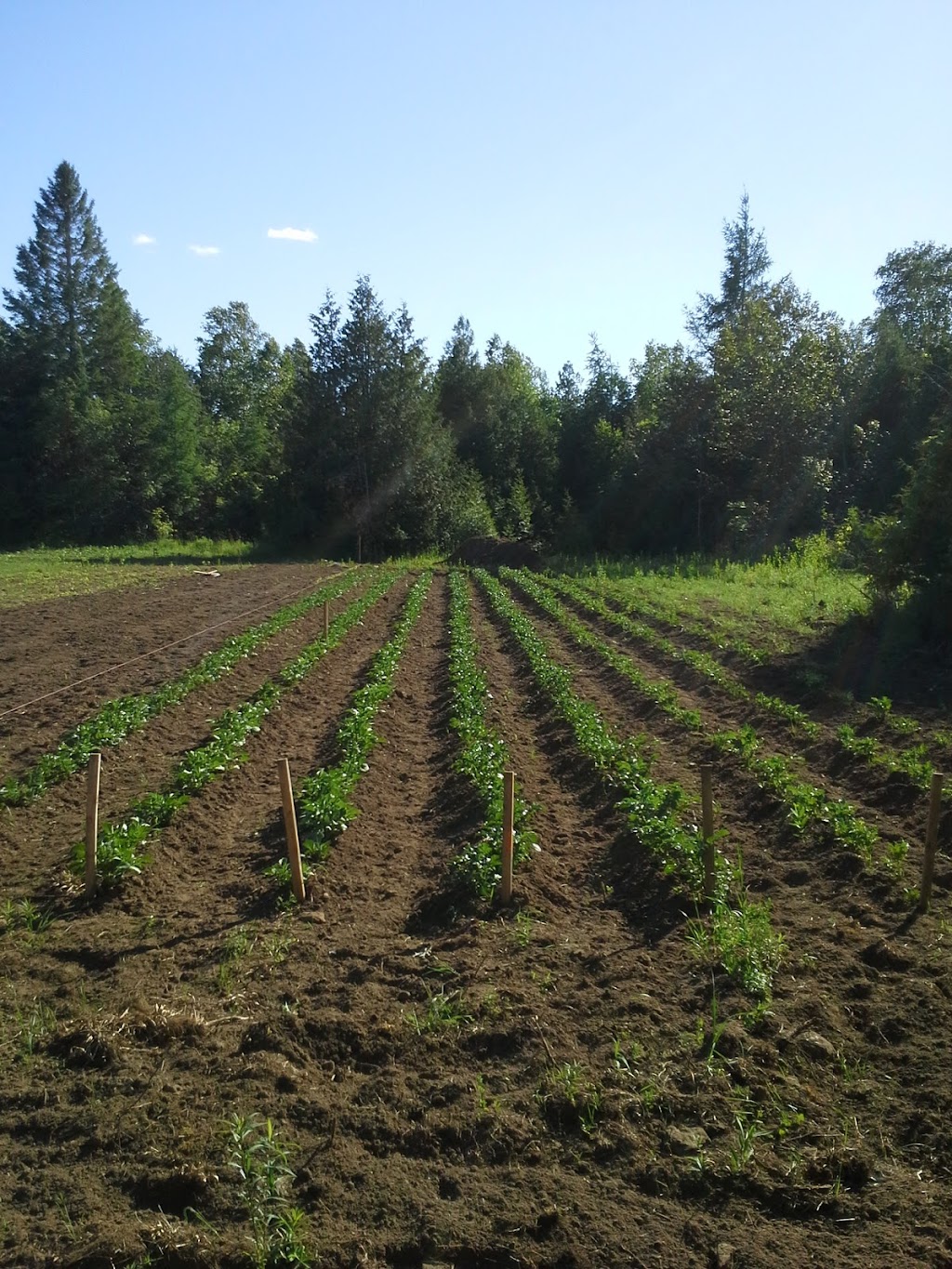 Forefathers Farm | 205 Buttermilk Hill Rd, Perth, ON K7H 3C3, Canada | Phone: (613) 227-6804