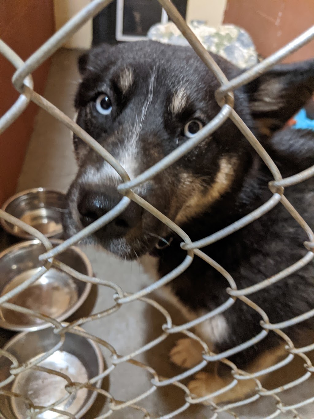 Dreamers Dog Sanctuary | 672 Hwy 20 W, Fenwick, ON L0S 1C0, Canada | Phone: (905) 932-4221