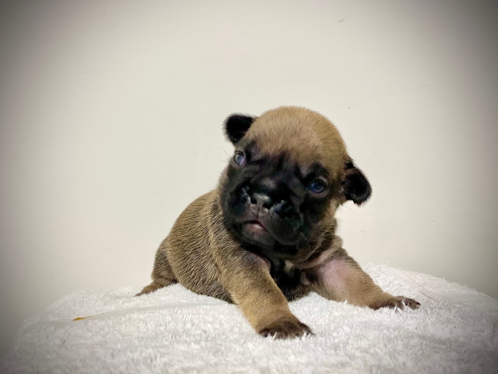 CCBULLDOGS | 10420 287 St, Maple Ridge, BC V2W 1L5, Canada | Phone: (778) 861-8144