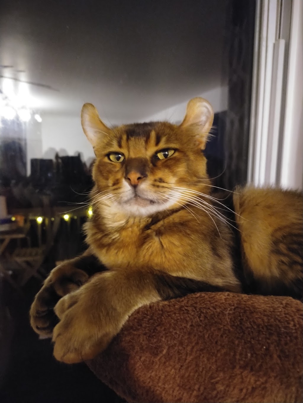 Chatterie La ferme au lynx | 769 Rang 8 E, LAvenir, QC J0C 1B0, Canada | Phone: (450) 760-1718