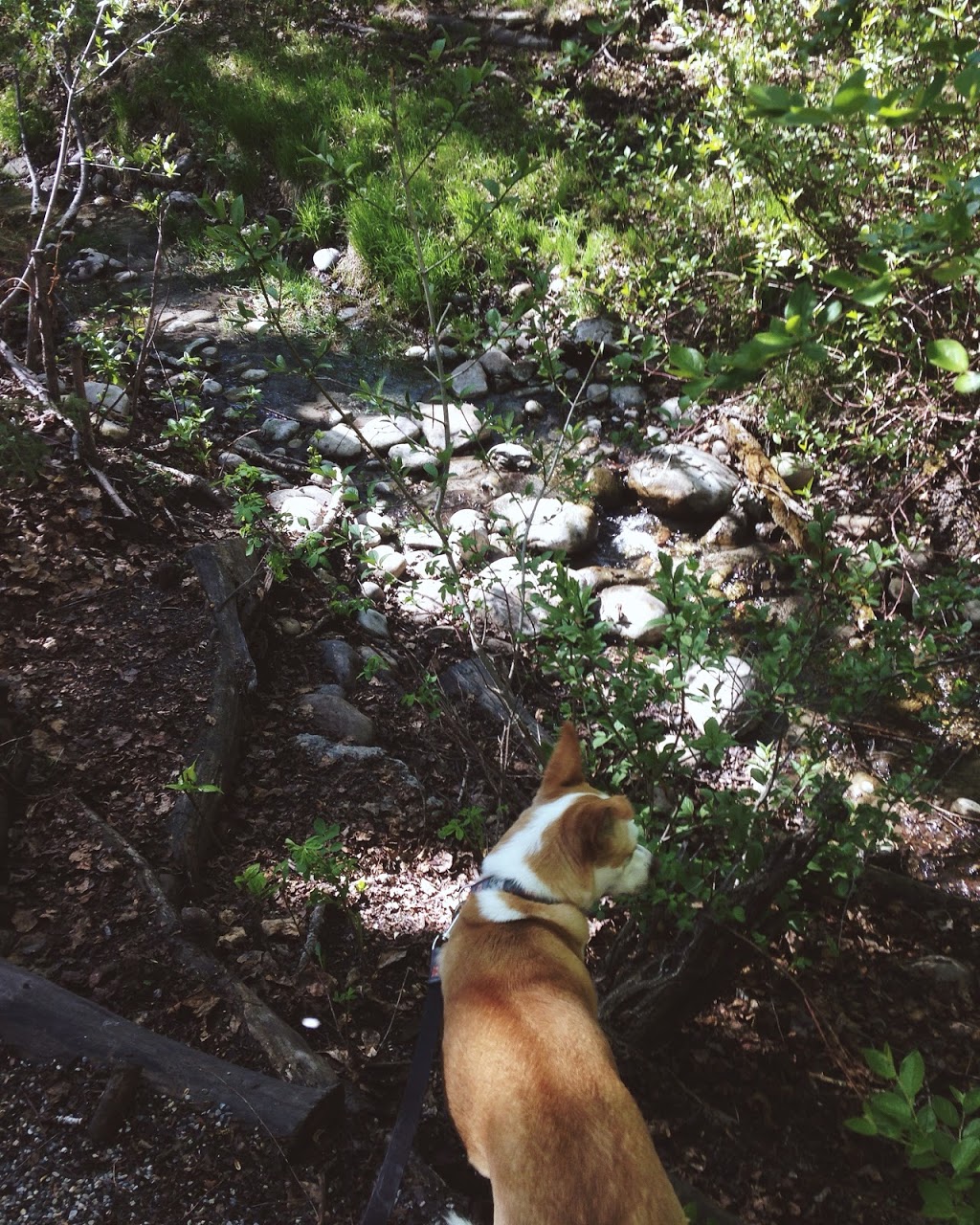 Shaganappi Off Leash Area | 1418 25a St SW, Calgary, AB T3C 1J8, Canada