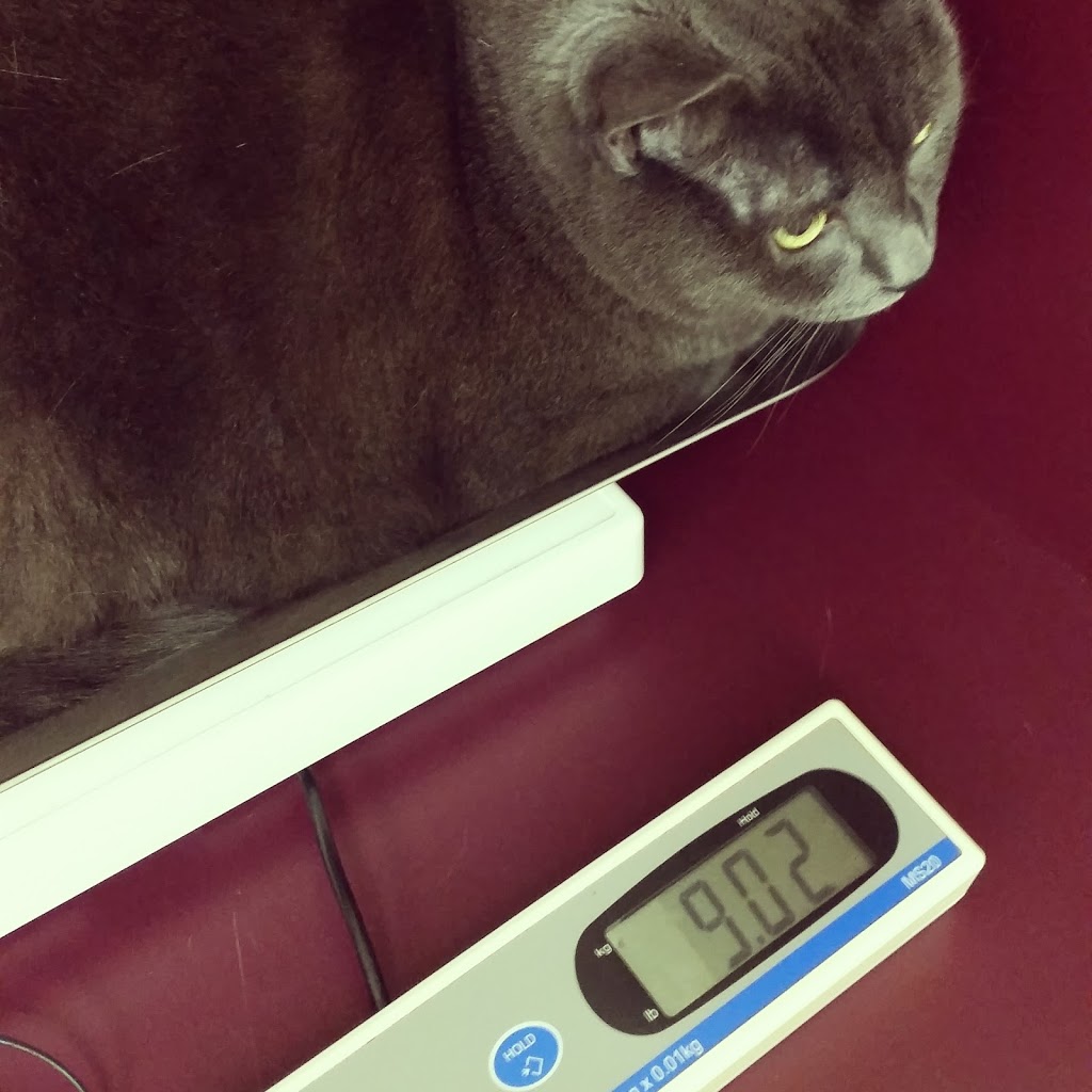 Sheridan Veterinary Services | 1398 Kingston Rd, Pickering, ON L1V 1B9, Canada | Phone: (905) 839-7061