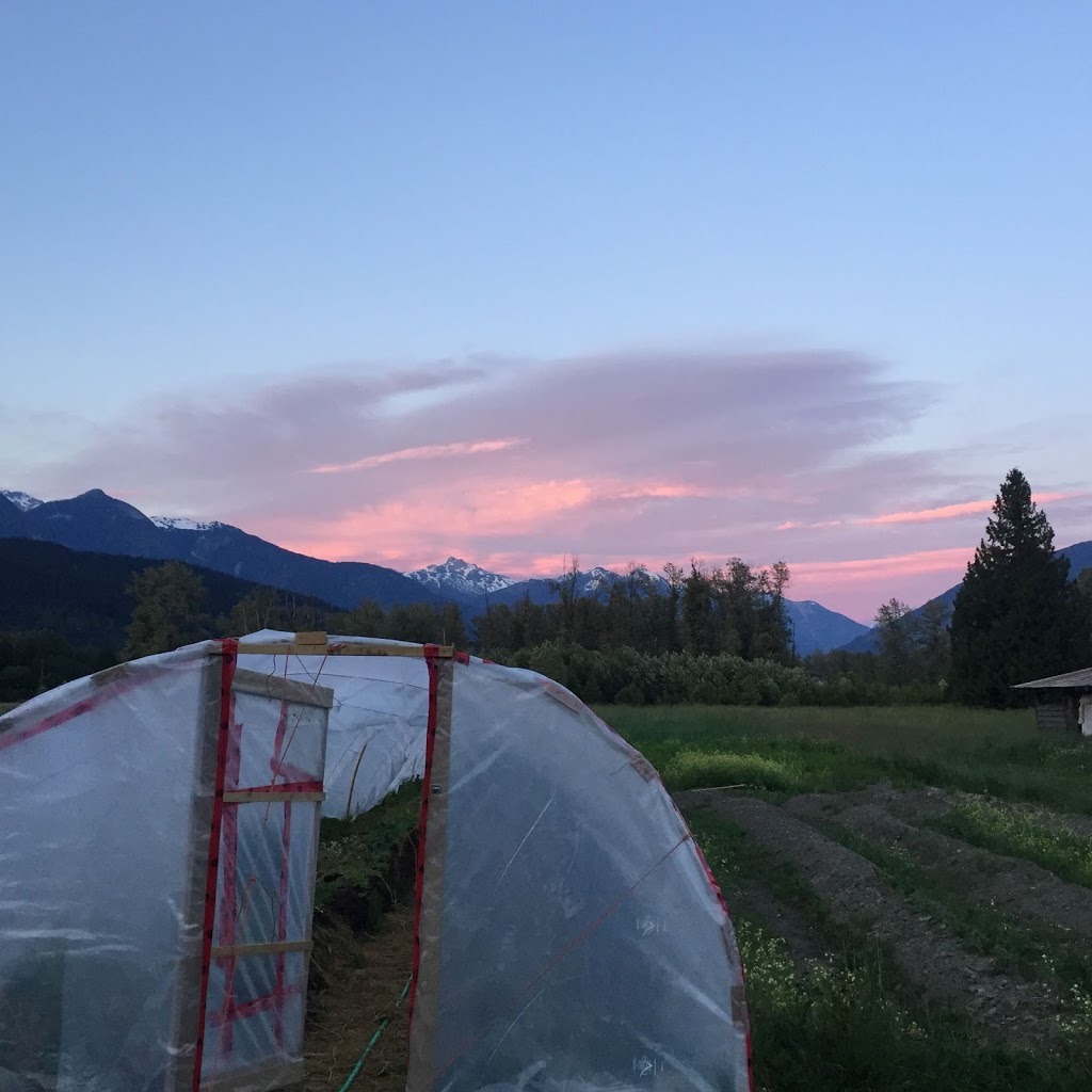 Reggies Veggies | 7342 Clover Rd, Pemberton, BC V0N 2L0, Canada | Phone: (604) 698-9998