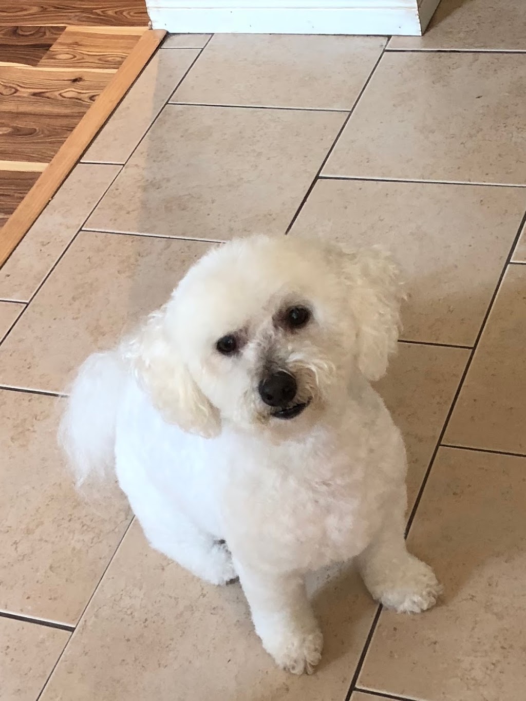 Grooming By Debbie | 27 Glendee Rd, Hamilton, ON L8K 1Y9, Canada | Phone: (289) 389-7976