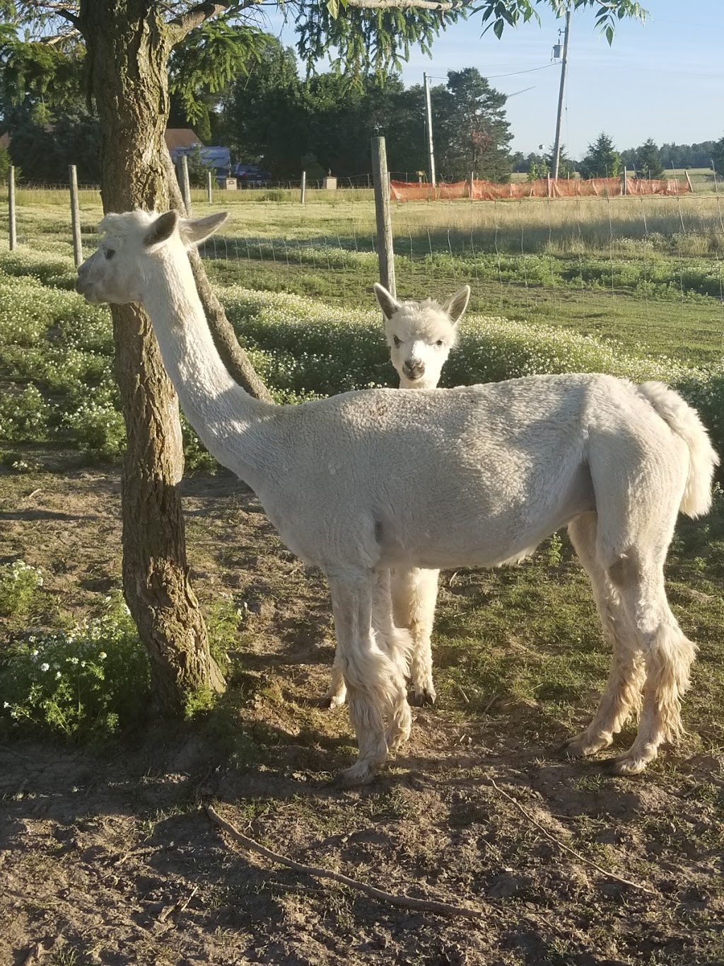 S.A.M.Y.s Alpaca Farm & Fibre Studio | 2432 Cuddy Dr, Kerwood, ON N0M 2B0, Canada | Phone: (226) 678-2649