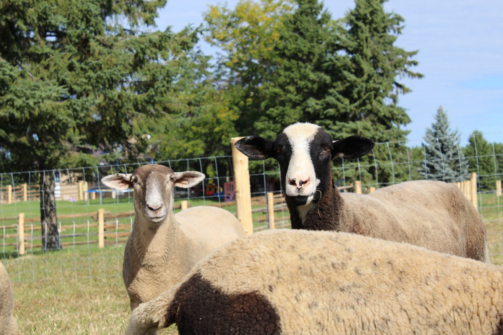 Rockcliffe Farm - Naturally Raised Meat & Produce | 388114 Mono Centre Rd, Mono, ON L9W 6V8, Canada | Phone: (905) 505-6650