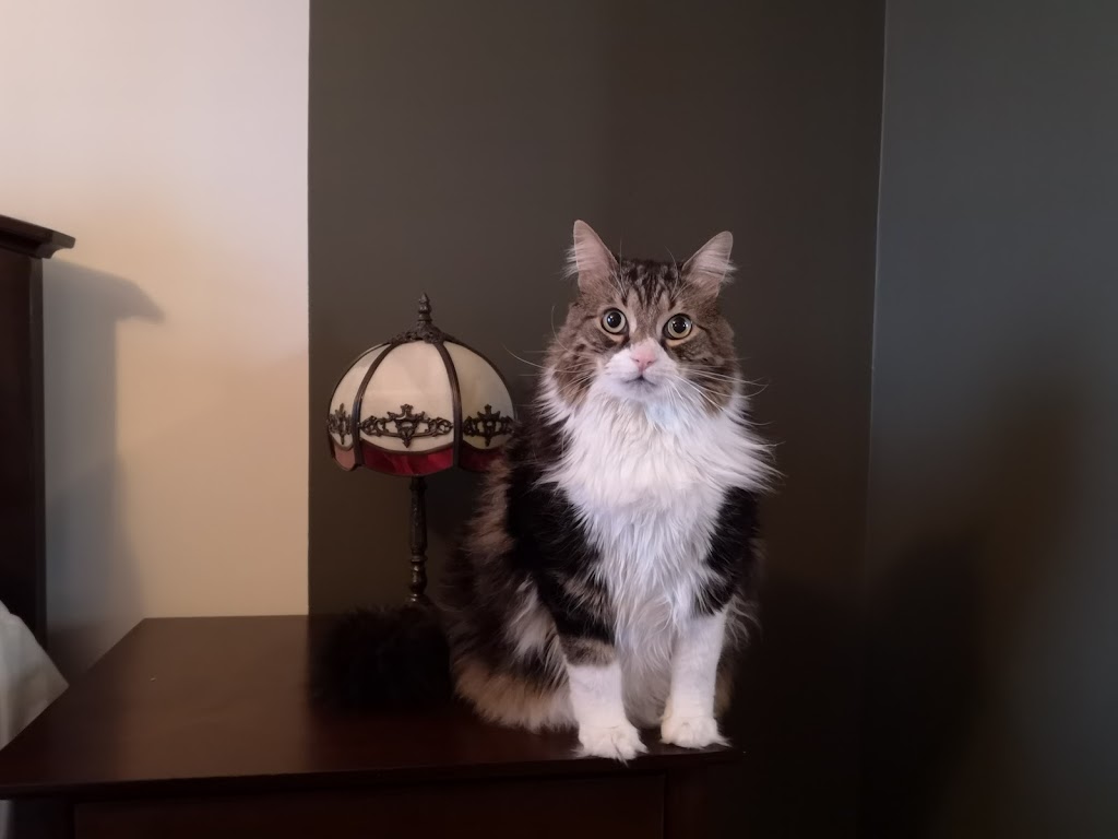 Clinique Vétérinaire Animalis | 2680 Boulevard Laurier E, Saint-Hyacinthe, QC J2R 1P8, Canada | Phone: (450) 771-6789