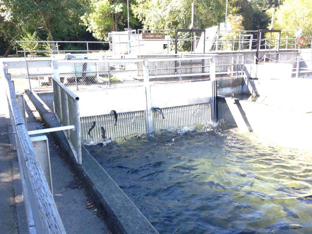 Big Qualicum Hatchery | 215 Fisheries Rd, Qualicum Beach, BC V9K 1Z5, Canada | Phone: (250) 757-8412