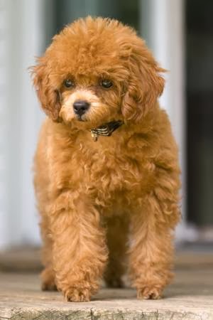 Ruff Cuts Pet Grooming | 6412 Cedar Springs Rd, Kilbride, ON L0P 1G0, Canada | Phone: (905) 335-0898