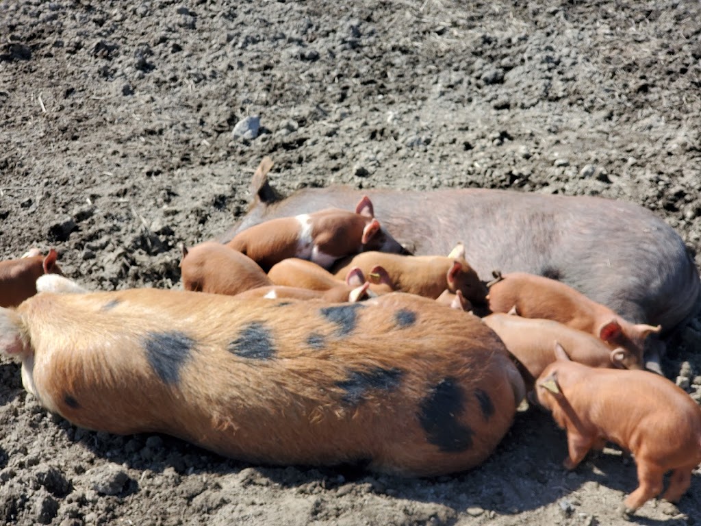 Peabody Farm | 26 Chem. Sullivan, Venosta, QC J0X 3E0, Canada | Phone: (613) 558-4517