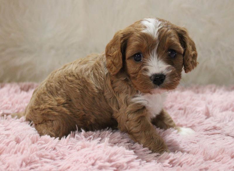 Cavapoo puppies for sale | 403269 Robinson Rd, Ingersoll, ON N5C 3J7, Canada | Phone: (252) 379-1051