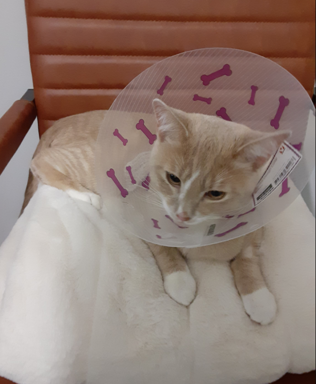 Sanctuary Veterinary Hospital | #236, 241 Sage Valley Common, Northwest, Calgary, AB T3R 1T8, Canada | Phone: (403) 295-0305