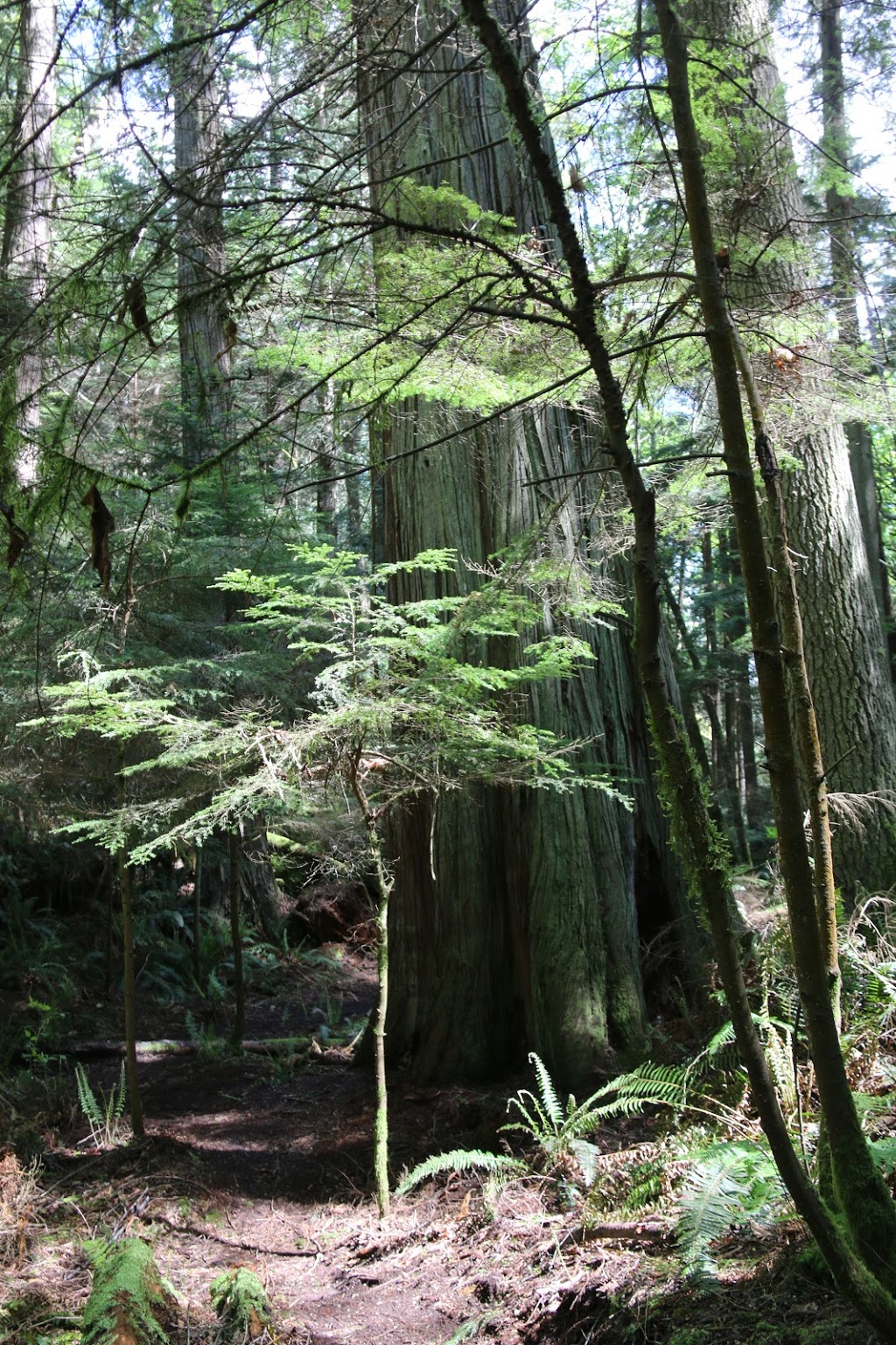 big cedar trail | Rosario Rd, Anacortes, WA 98221, USA