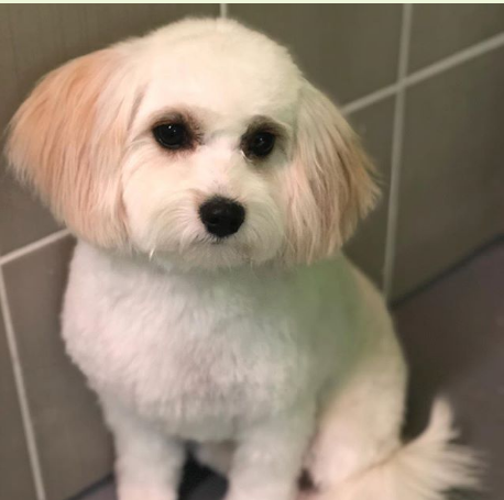 iPet Grooming | 10 Fincham Ave Unit 108, Markham, ON L3P 4C8, Canada | Phone: (905) 554-4738