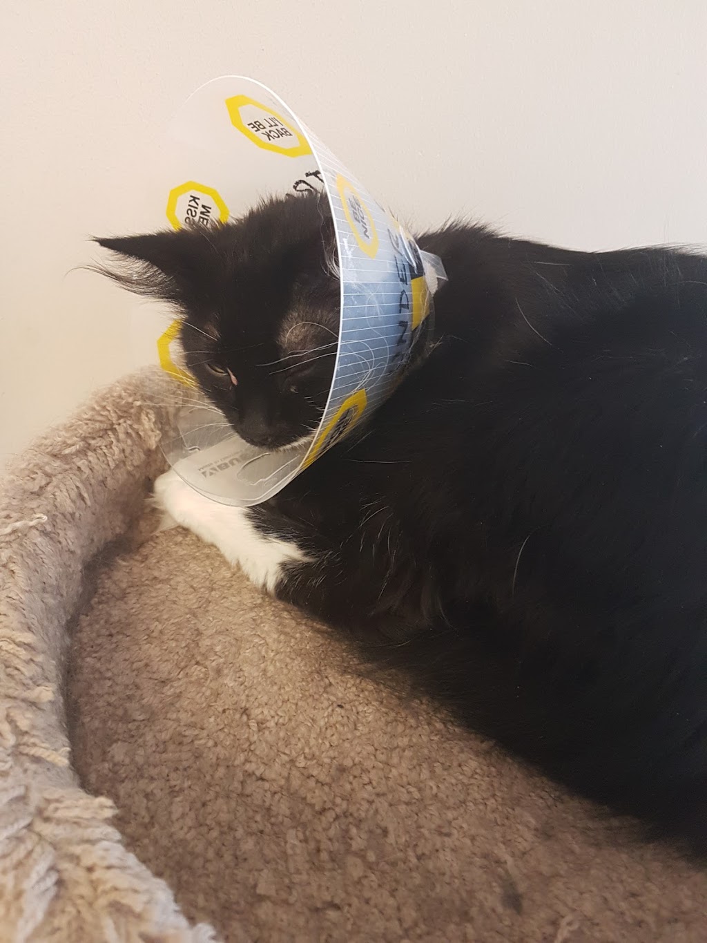 St Norbert Animal Hospital | 3311 Pembina Hwy, Winnipeg, MB R3V 1T7, Canada | Phone: (204) 261-7376