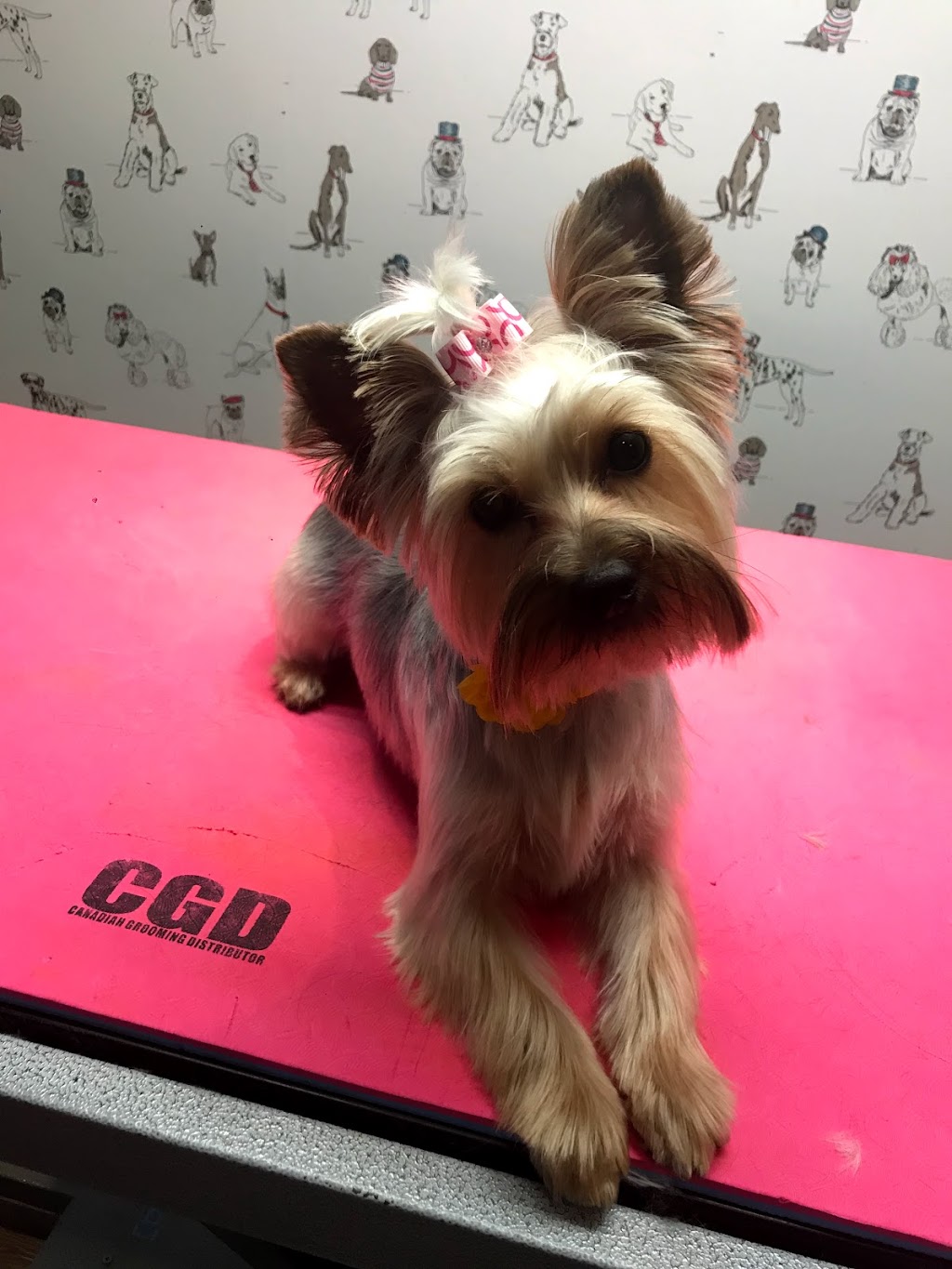 Tip-Top Tailz Pet Spa | 3928 Claxton Loop SW, Edmonton, AB T6W 1Y6, Canada | Phone: (780) 880-9864