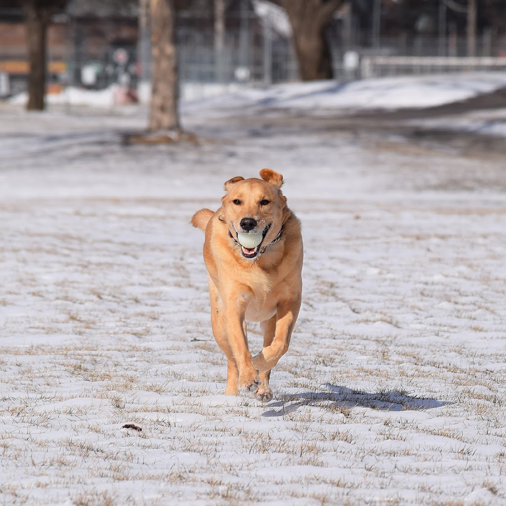 From Dusk Till Dawg Pet Services | 130 Auburn Meadows View SE, Calgary, AB T3M 2P3, Canada | Phone: (403) 605-7627