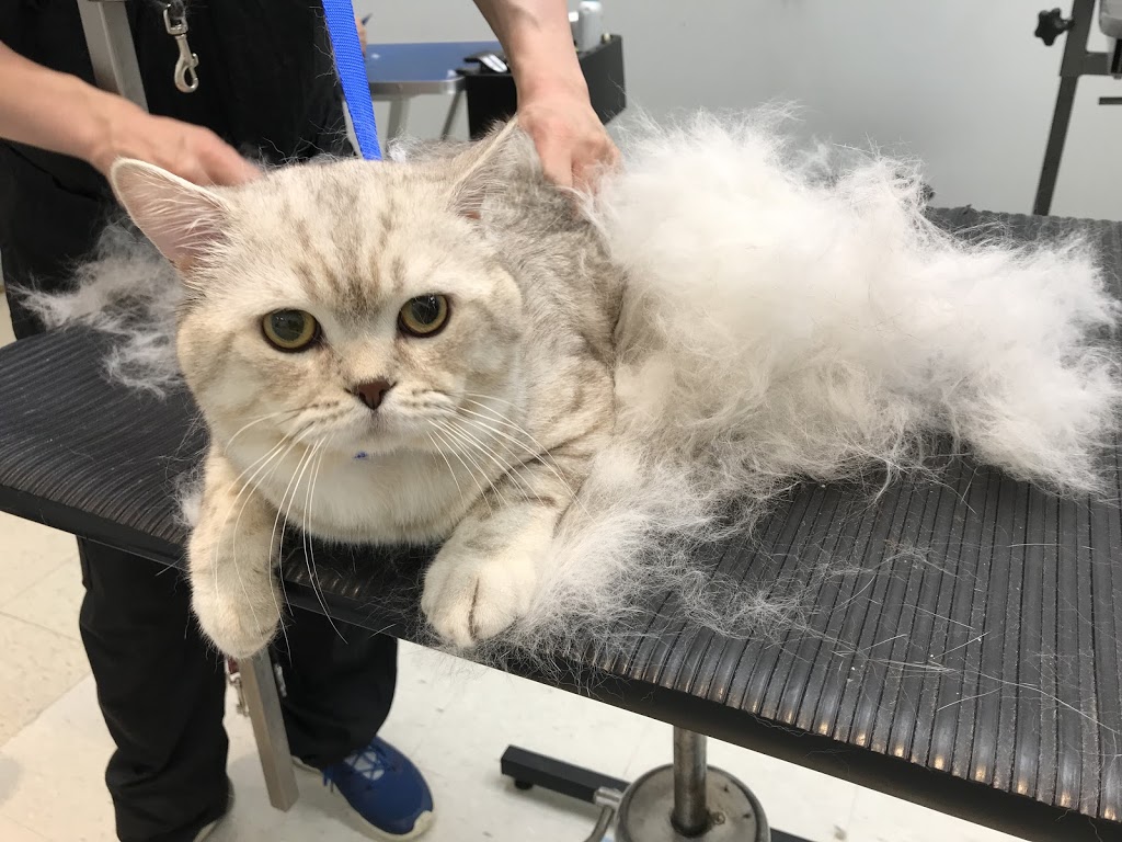 Fluffy Spa | 328 York Regional Rd 7 #3, Richmond Hill, ON L4B 3P7, Canada | Phone: (905) 709-9908