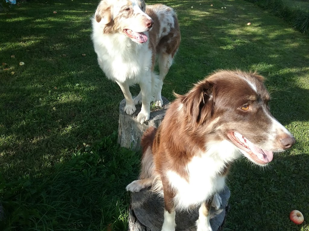 Une Belle Vie De Chien | 9500 Rang Sainte-Marguerite, Saint-Philibert, QC G0M 1X0, Canada | Phone: (418) 222-5551