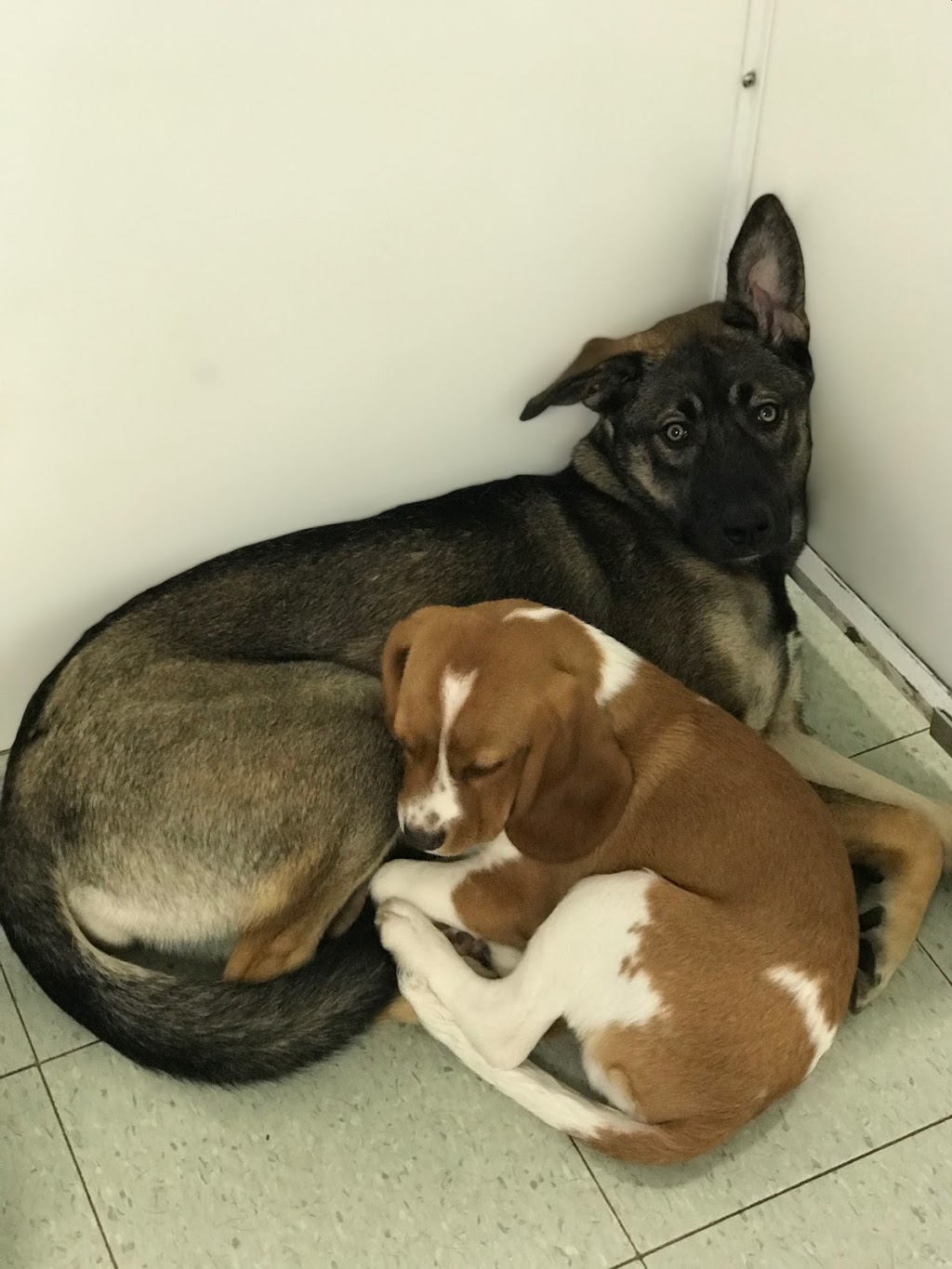 Happy Hound Dog Grooming Dog Daycare | 4408 Boban Dr, Nanaimo, BC V9T 5V9, Canada | Phone: (250) 756-0340
