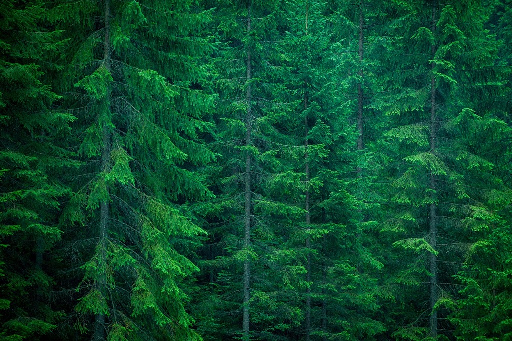 Cowichan Valley Running | 118-2720 Mill Bay Rd, Mill Bay, BC V0R 2P1, Canada | Phone: (250) 929-7860
