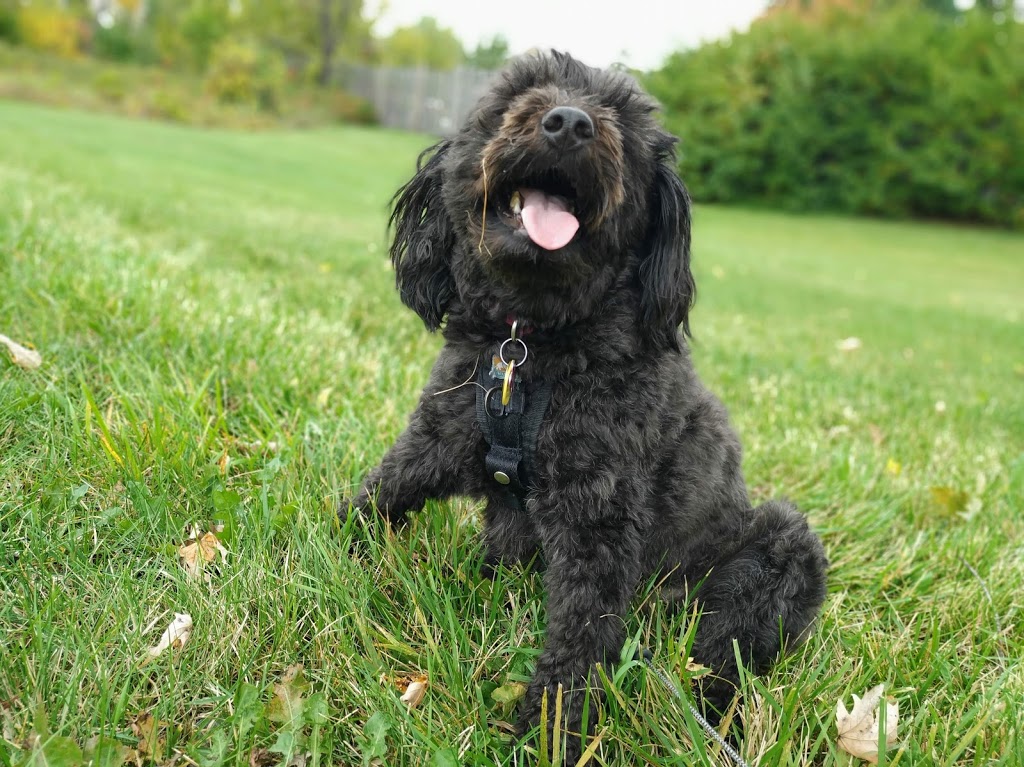 Kanata Dog Sitter & Walker | 243 Tandalee Crescent, Kanata, ON K2M 0A1, Canada | Phone: (613) 663-5702