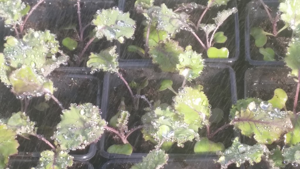 Urban Seedling | 7000 Boulevard LaSalle, Verdun, QC H4H 2T1, Canada | Phone: (514) 578-8900