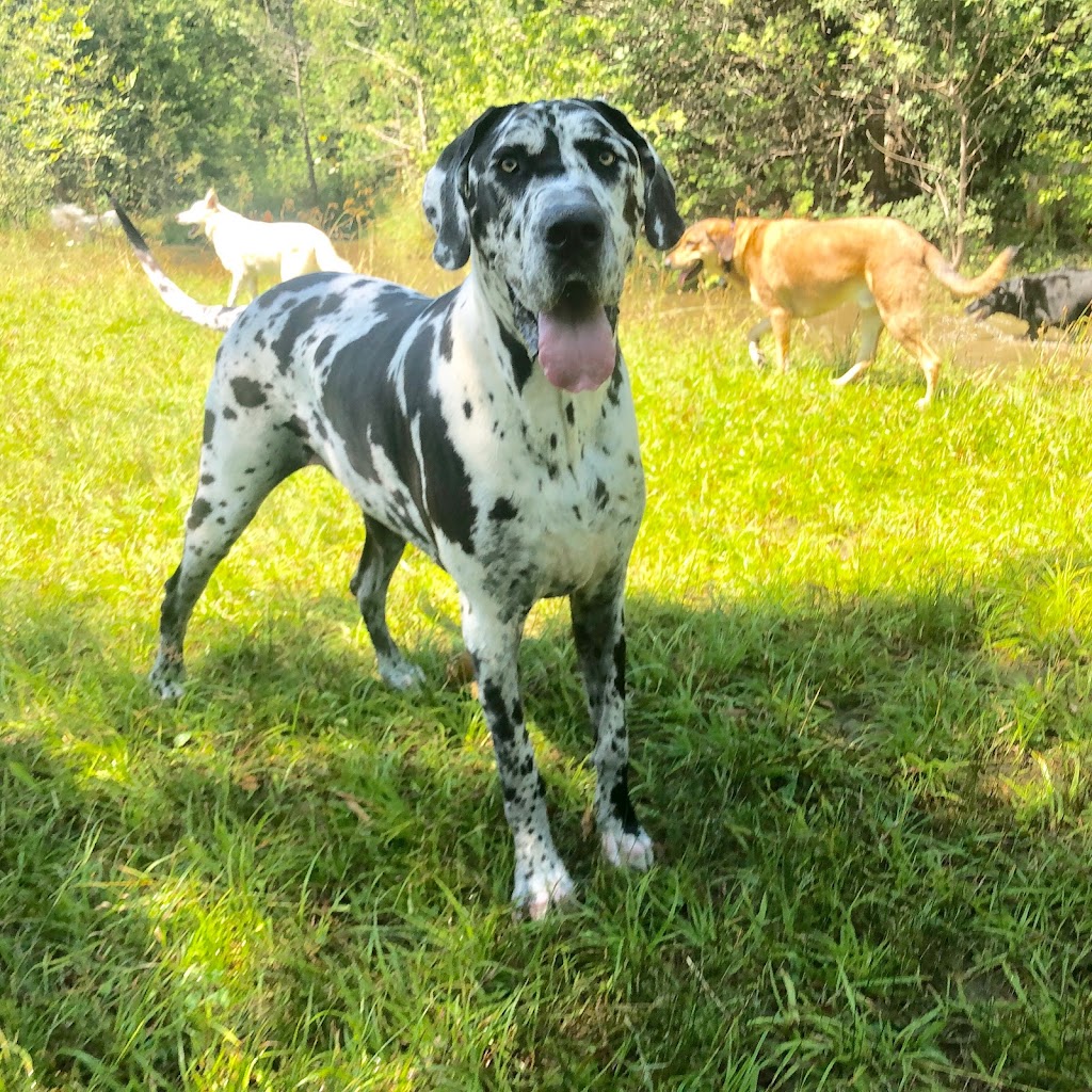 Groovytown Dog Lodge | 286 Shane St, Odessa, ON K0H 2H0, Canada | Phone: (613) 583-3647